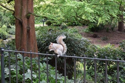 Get rid of your unwanted guests. Squirrel Control London - Best Pest Control
