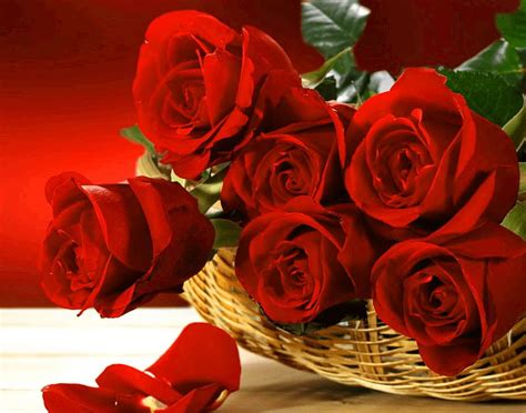 Red Rose Pics For Girlfriend Wife Red Dp Hd Wallpaper Pxfuel