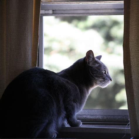 Cat Looking Out Window Picture Free Photograph Photos
