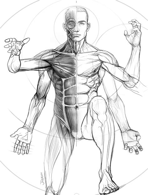 Human Anatomy For Artists Human Anatomy Drawing Anatomy Study Body