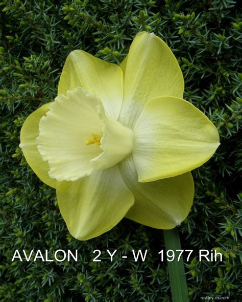 Narcis Narcissus Avalon Květy Květenství Rostliny