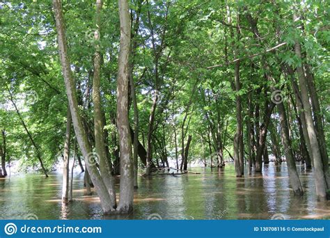 Grove Of Trees In Flooded River Stock Photo Image Of Trees Warming