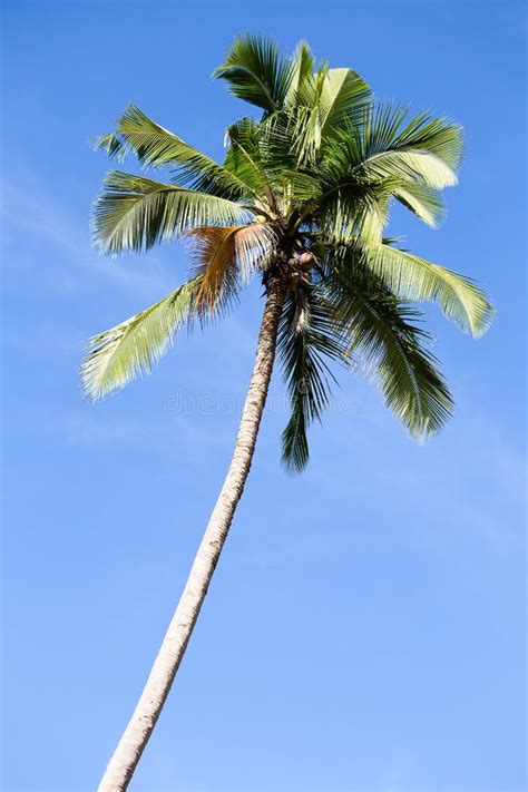 Coconut Palm Tree Stock Photo Image Of Leaf Background 34998530