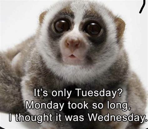 Not to worry though, we've rounded up a full selection of funny and happy tuesday memes to get you through this particularly awkward day and on to conquering the rest of the week. Pin by Kris on funny in 2020 | Funny tuesday images, Funny tuesday meme, Funny animals
