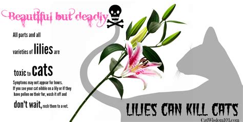 What Happens When A Cat Smells A Lily Potential Dangers Unveiled