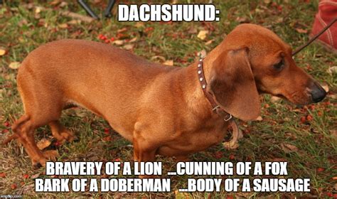 14 Funny Dachshund Memes That Will Make You Laugh Page 2 Of 3 Petpress