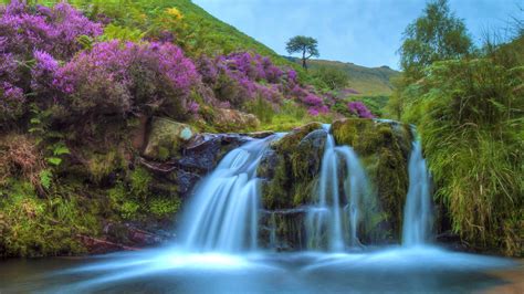 Waterfall Stream From Algae Covered Rocks Between Purple Flowers Bushes