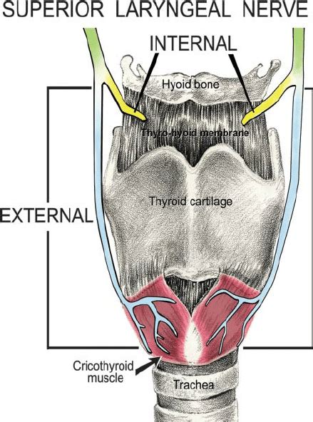 Innervation Of The Larynx And The Cricothyroid Muscle By The Internal