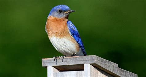 eastern bluebird identification all about birds cornell lab of ornithology