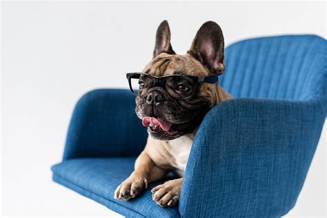 How To Recognize Treat And Manage French Bulldog Eye Problems