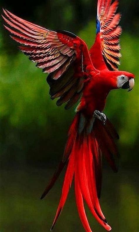 National Bird Of Fiji The Beautiful Collared Lory Fiji Pinterest