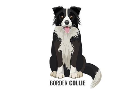 Border Collie Pet Isolated On White Vector Illustration Border Collie