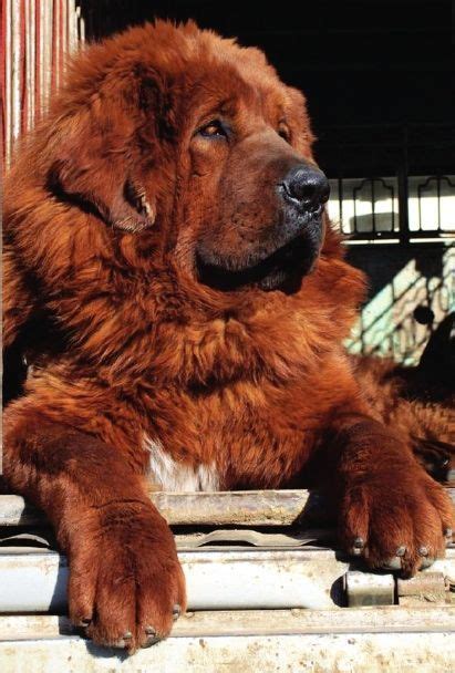 Tibetan Mastiff Dies During Plastic Surgery In China