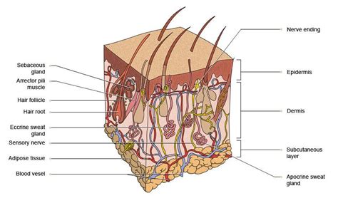 This overview of normal moles pictures includes pictures of moles and other skin spots that you can use as a comparison to any moles on your body. Skin diagram labeled