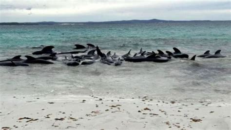 Tragedia Ambiental Hallan A Más De 50 Ballenas Muertas En Playas De Australia Quedaron Varadas
