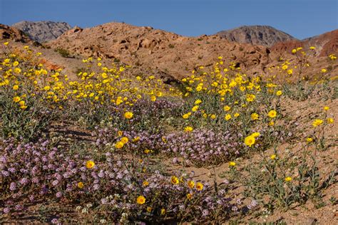 Located between harry wade road and saratoga springs at the southern end of the park. Death Valley Wildflower Report, February 2016 - Jeff ...