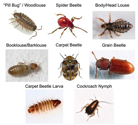 The Quick Not A Bed Bug List Rbedbugs