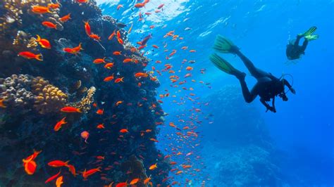 Diving Dos And Donts Impact Of Scuba Diving On Coral Reefs Green Fins