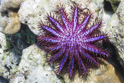 When Crown Of Thorns Starfish Attack Jstor Daily