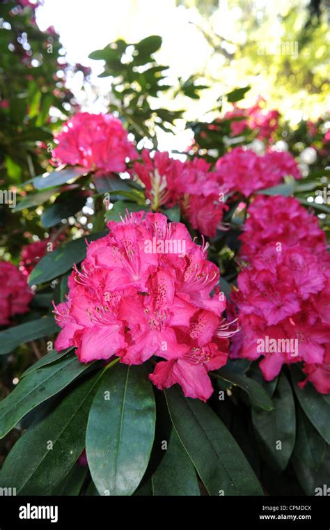 Pink Rhododendron Uk Stock Photo Alamy