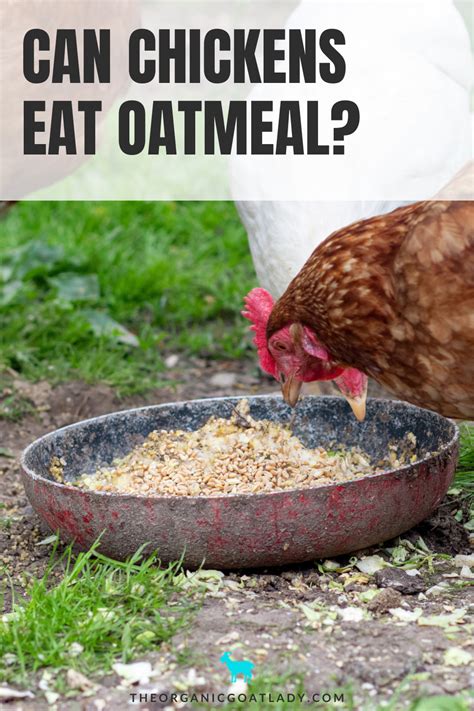 Can Chickens Eat Oatmeal The Organic Goat Lady