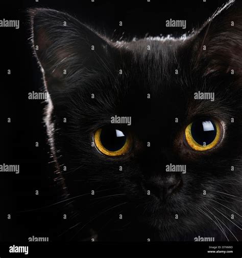 Gold And Black Cat Hi Res Stock Photography And Images Alamy