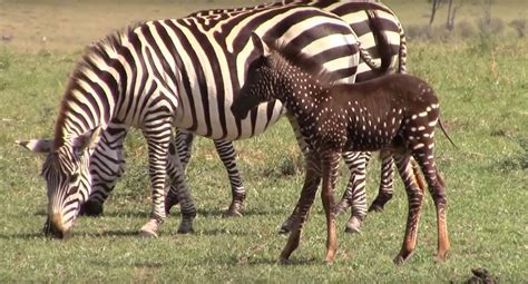 One Of A Kind Baby Zebra Born With White Spots Instead Of Black Stripes