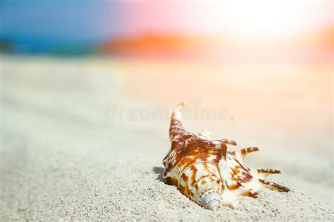 Hermosas Conchas Junto Al Mar En El Fondo De La Naturaleza Imagen De