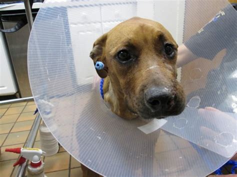 Maybe you would like to learn more about one of these? Dog Shot By Owner Adopted By Vet Who Saved Her - Puppy Leaks