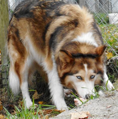 Cleo is 4 years old, but very much a puppy. NATIVE AMERICAN SHEPHERD PUPPIES - MAJESTIC VIEW KENNELS ...