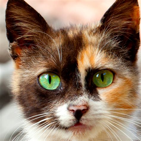 Gorgeous Calico Cat Smirk Animals Beautiful Cats Pretty Cats