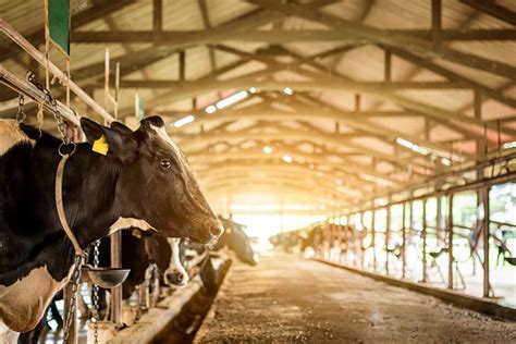 aprender sobre 76 imagem sustainable cattle farming vn