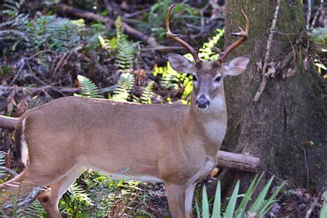 Take a look at buck shot that uses federal's flight control wad. How to Track a Wounded Deer Through Water - Florida Sportsman
