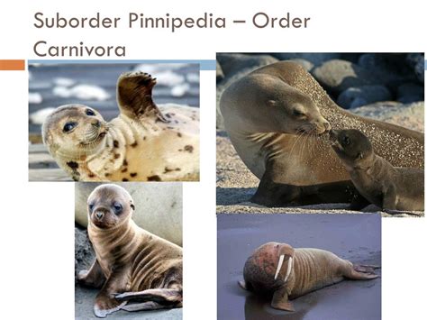 Ppt Marine Mammals Powerpoint Presentation Free Download Id1950447