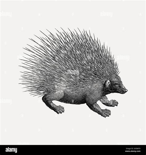 Porcupine Collage Element Drawing Illustration Vector Stock Vector