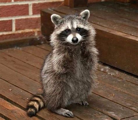 16 Interesting Facts About Raccoons Детеныш енота Самые милые