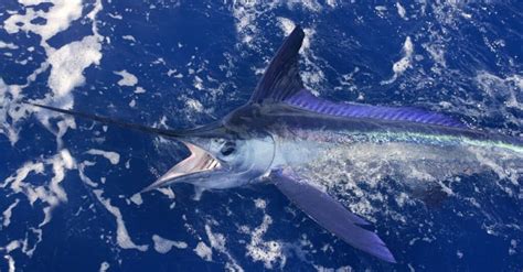 Discover The Largest Marlin Ever Caught