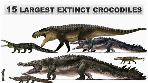 15 Largest Extinct Crocodiles And Related Species Prehistoric Animals