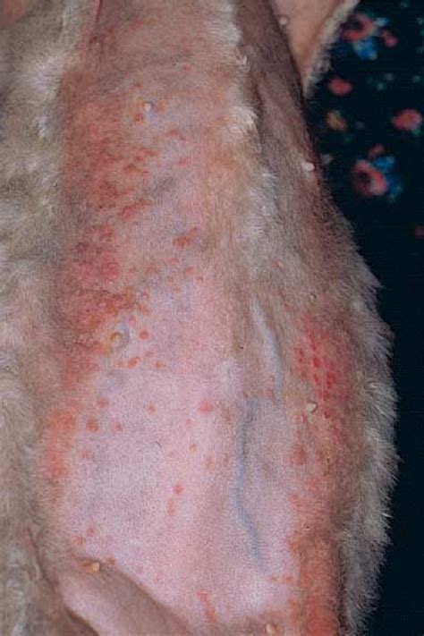 Figure 2 From Papular Eosinophilicmastocytic Dermatitis Feline