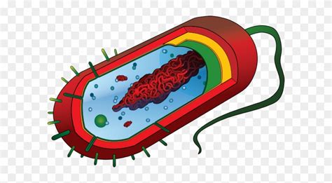 We did not find results for: Prokaryotic Cell Diagram Unlabeled - Free Transparent PNG ...