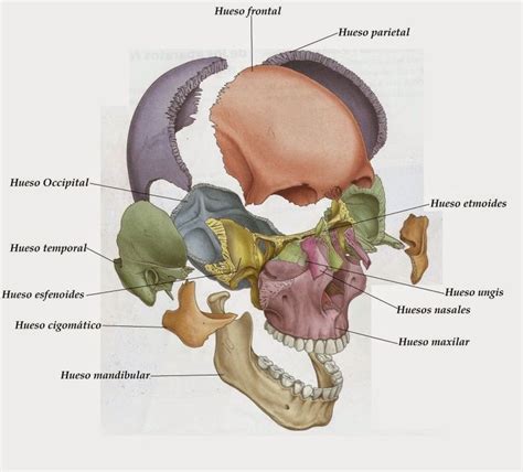 Huesos De La Cara Huesos De La Cara Huesos Anatomia Anatomía