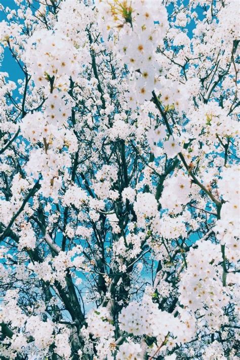 You can also upload and share your favorite aesthetic wallpapers. white flowers on blue background | Pretty flowers, Flower ...