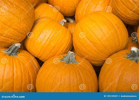 Ripe Orange Pumpkins For Sale Stock Image Image Of October Color