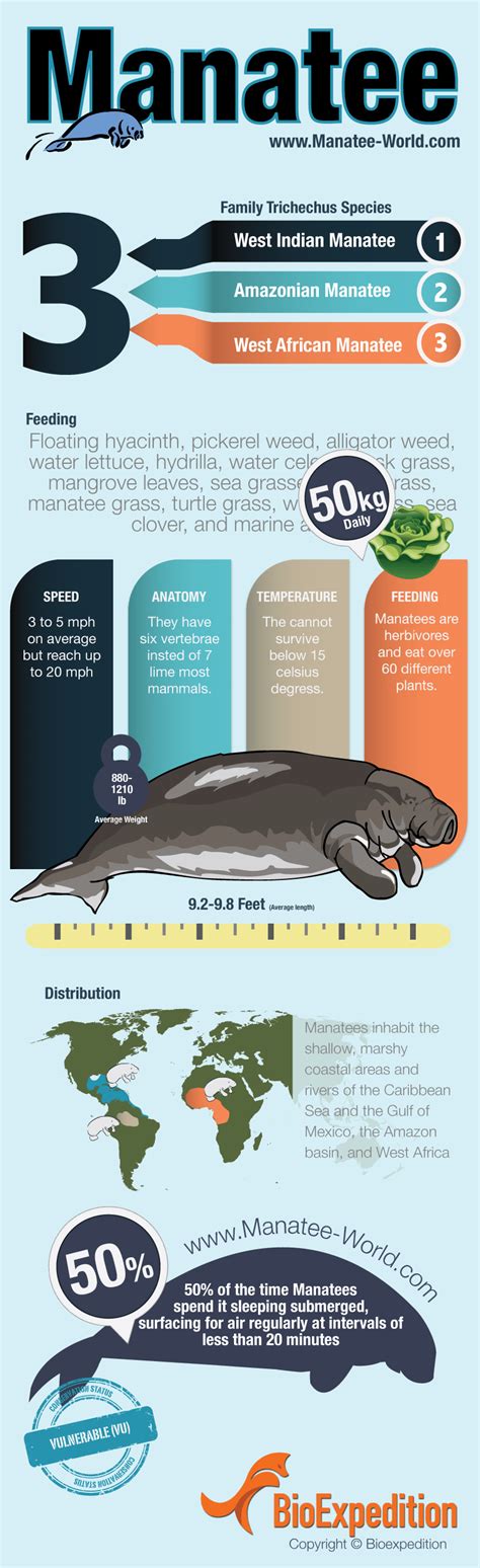 Manatee Infographic Manatee Facts And Information
