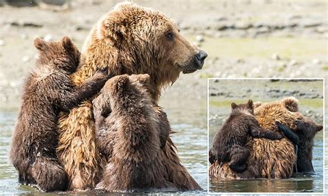 Mother Grizzly Bear In Alaska Lets Her Cubs Cling On To Her As She