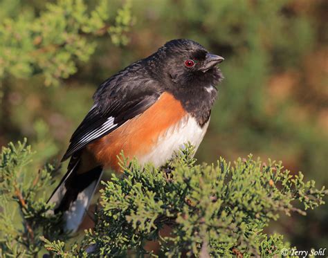 Eastern Towhee Photograph Picture