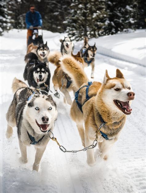 Alaskan Husky Dogs The Loyal Loving Sled Dog Pet