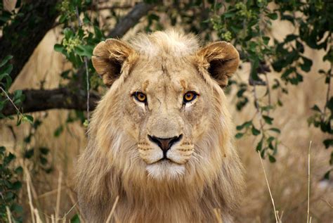 African Lions Are Now Considered An Endangered Species Popular Science