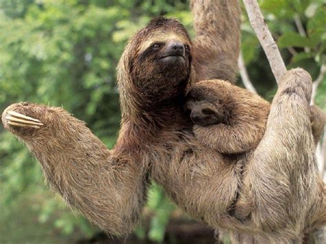 He'd be much too lazy to work. Perezoso y su cria