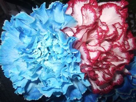 Blue And Red Carnations Flickr Photo Sharing